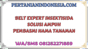 Belt Expert Insektisida Solusi Ampuh Pembasmi Hama Tanaman