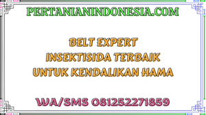 Belt Expert Insektisida Terbaik Untuk Kendalikan Hama