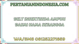 Belt Insektisida Ampuh Basmi Hama Serangga