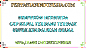 Benfuron Herbisida Cap Kapal Terbang Terbaik Untuk Kendalikan Gulma