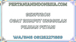 Benfuron Obat Rumput Unggulan Pilihan Petani