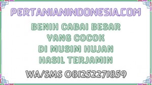 Benih Cabai Besar Yang Cocok Di Musim Hujan Hasil Terjamin