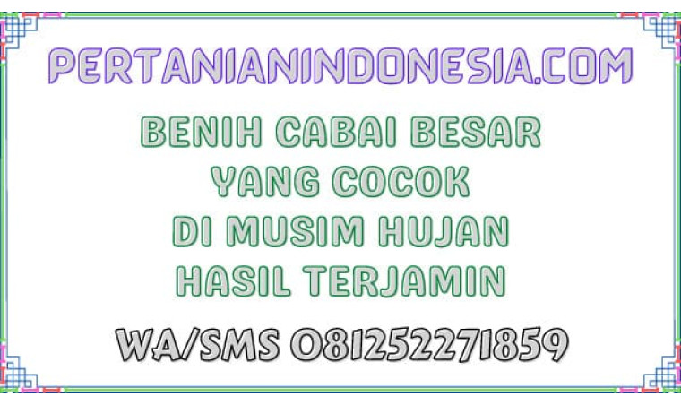Benih Cabai Besar Yang Cocok Di Musim Hujan Hasil Terjamin