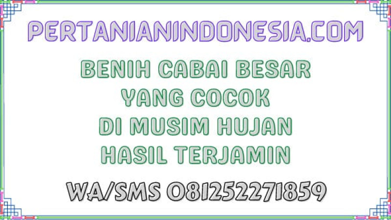 Benih Cabai Besar Yang Cocok Di Musim Hujan Hasil Terjamin