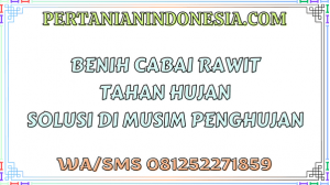 Benih Cabai Rawit Tahan Hujan Solusi Di Musim Penghujan 