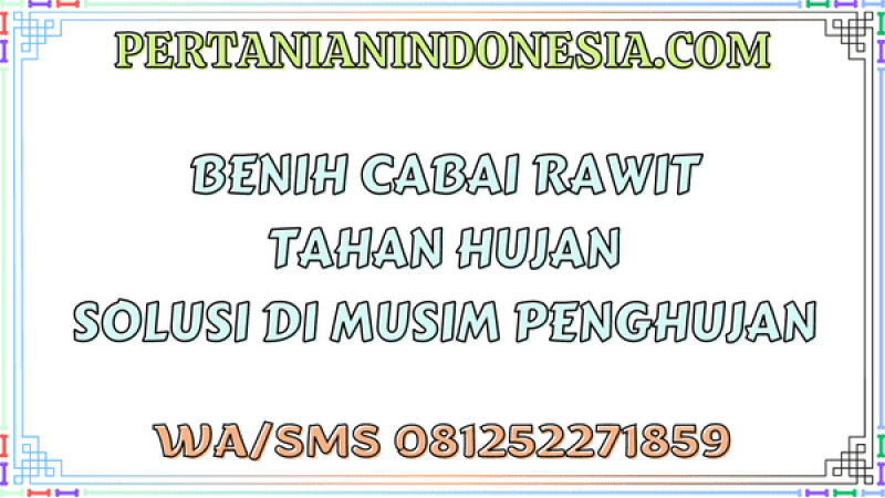 Benih Cabai Rawit Tahan Hujan Solusi Di Musim Penghujan 
