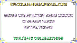 Benih Cabai Rawit Yang Cocok Di Musim Hujan Untuk Petani