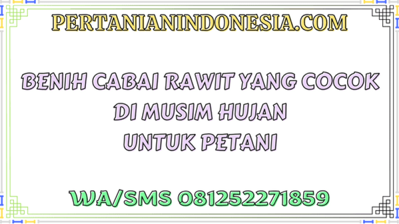 Benih Cabai Rawit Yang Cocok Di Musim Hujan Untuk Petani