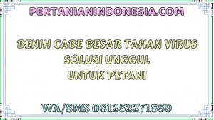 Benih Cabe Besar Tahan Virus Solusi Unggul Untuk Petani