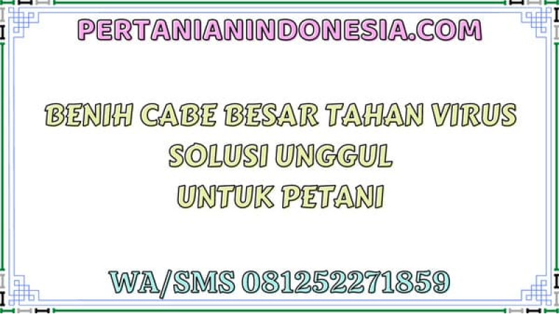 Benih Cabe Besar Tahan Virus Solusi Unggul Untuk Petani