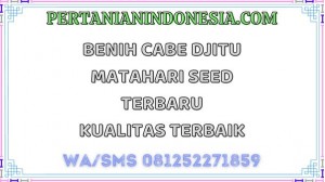 Benih Cabe Djitu Matahari Seed  Terbaru Kualitas Terbaik