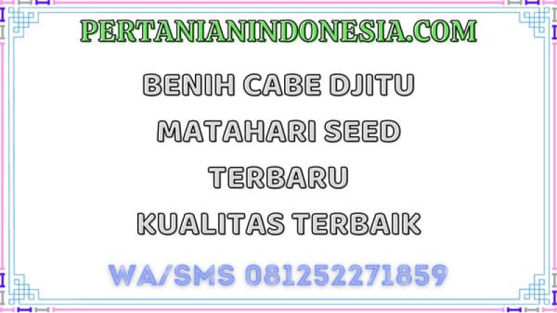 Benih Cabe Djitu Matahari Seed  Terbaru Kualitas Terbaik