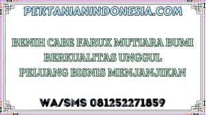 Benih Cabe Farux Mutiara Bumi Berkualitas Unggul Peluang Bisnis Menjanjikan