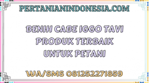 Benih Cabe Iggo Tavi Produk Terbaik Untuk Petani