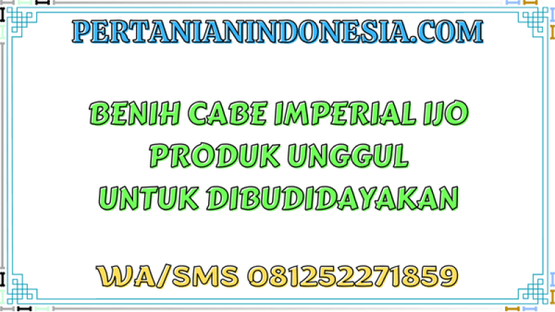 Benih Cabe Imperial Ijo Produk Unggul Untuk Dibudidayakan