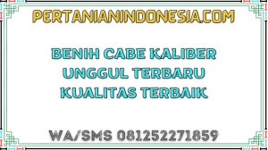 Benih Cabe Kaliber Unggul Terbaru Kualitas Terbaik