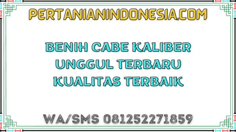 Benih Cabe Kaliber Unggul Terbaru Kualitas Terbaik