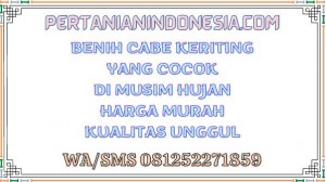 Benih Cabe Keriting Yang Cocok Di Musim Hujan Harga Murah Kualitas Unggul