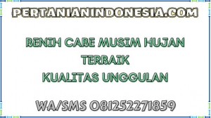 Benih Cabe Musim Hujan Terbaik Kualitas Unggulan