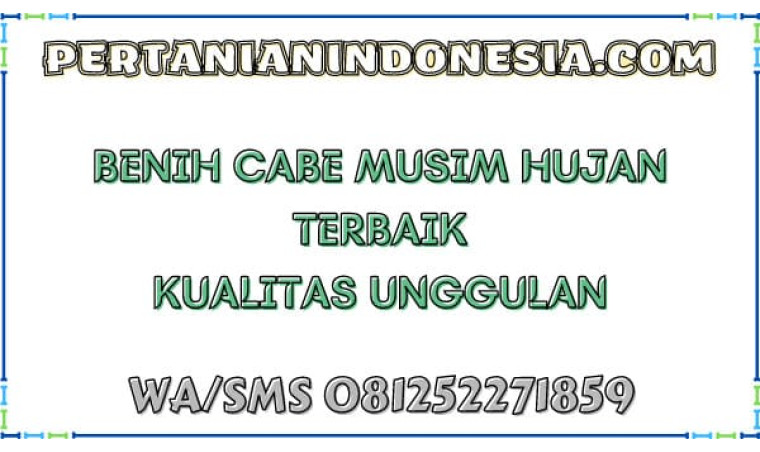 Benih Cabe Musim Hujan Terbaik Kualitas Unggulan