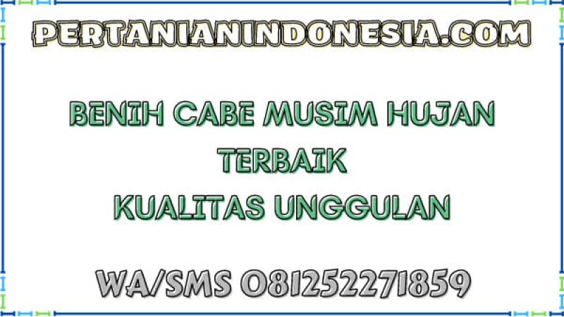 Benih Cabe Musim Hujan Terbaik Kualitas Unggulan