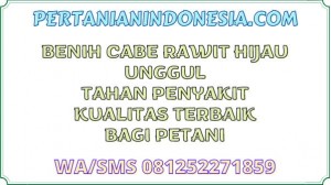Benih Cabe Rawit Hijau Unggul Tahan Penyakit Kualitas Terbaik Bagi Petani