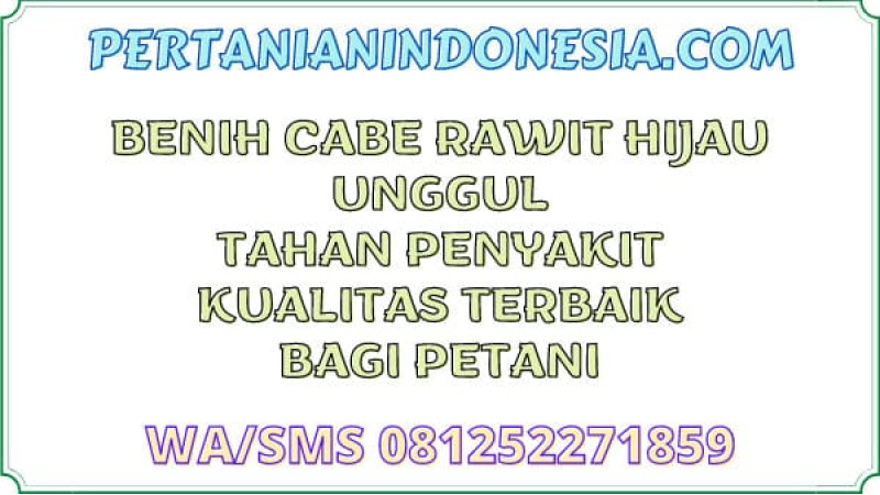 Benih Cabe Rawit Hijau Unggul Tahan Penyakit Kualitas Terbaik Bagi Petani