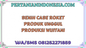 Benih Cabe Roket Produk Unggul Produksi Wijitani