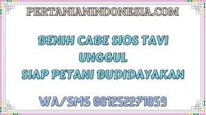 Benih Cabe Sios Tavi Unggul Siap Petani Budidayakan