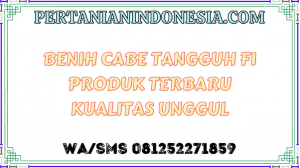 Benih Cabe Tangguh F1 Produk Terbaru Kualitas Unggul