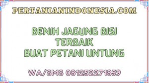 Benih Jagung Bisi Terbaik Buat Petani Untung