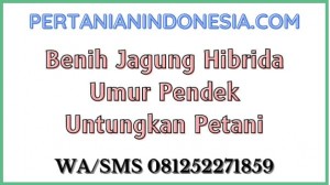 Benih Jagung Hibrida Umur Pendek Untungkan Petani