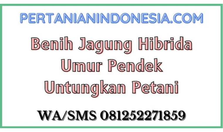Benih Jagung Hibrida Umur Pendek Untungkan Petani