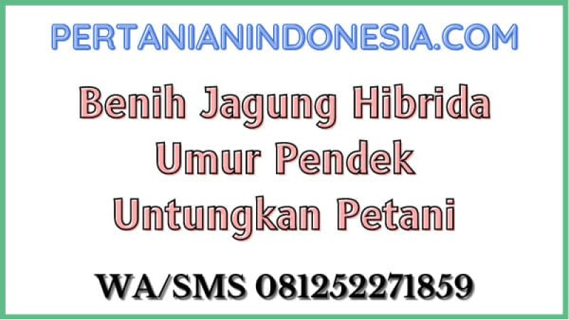 Benih Jagung Hibrida Umur Pendek Untungkan Petani