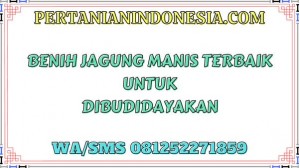 Benih Jagung Manis Terbaik Untuk Dibudidayakan