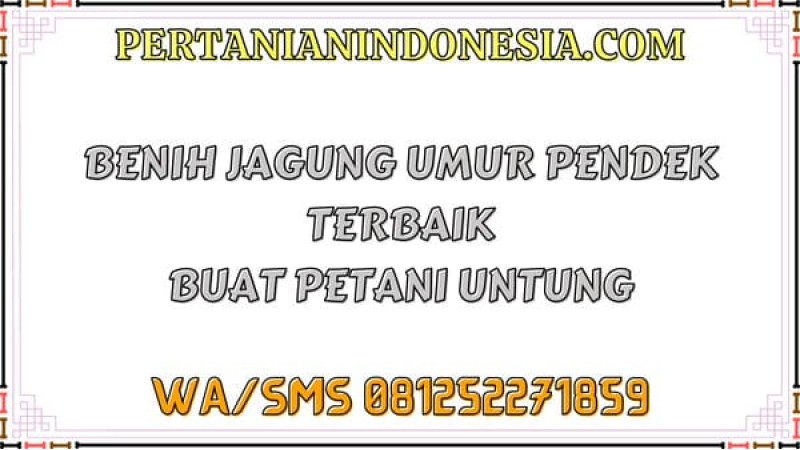Benih Jagung Umur Pendek Terbaik Buat Petani Untung