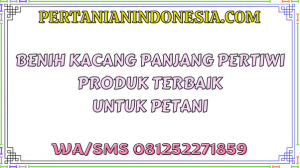 Benih Kacang Panjang Pertiwi Produk Terbaik Untuk Petani