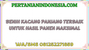 Benih Kacang Panjang Terbaik Untuk Hasil Panen Maksimal