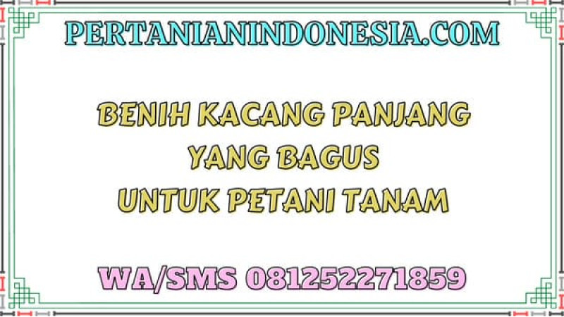 Benih Kacang Panjang Yang Bagus Untuk Petani Tanam