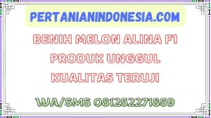 Benih Melon Alina F1 Produk Unggul Kualitas Teruji