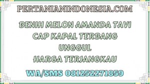 Benih Melon Amanda Tavi Unggul Harga Terjangkau
