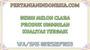 Benih Melon Clara Produk Unggulan Kualitas Terbaik