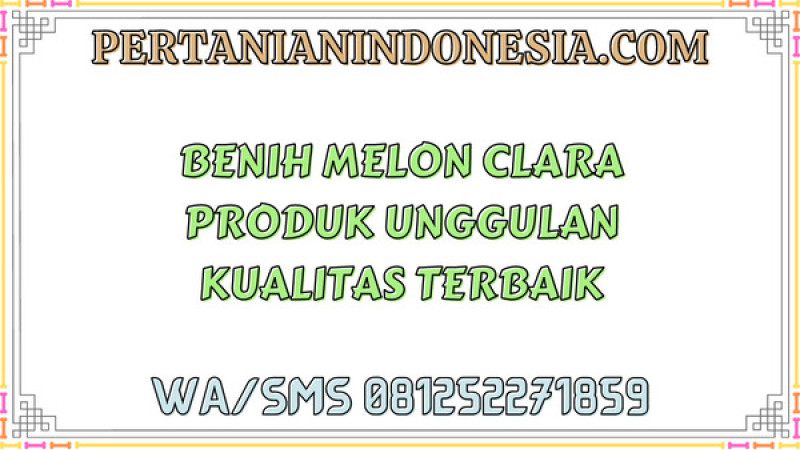 Benih Melon Clara Produk Unggulan Kualitas Terbaik