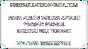 Benih Melon Golden Apollo Produk Unggul Berkualitas Terbaik