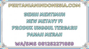 Benih Mentimun New Metavy F1 Produk Unggul Terbaru Panah Merah