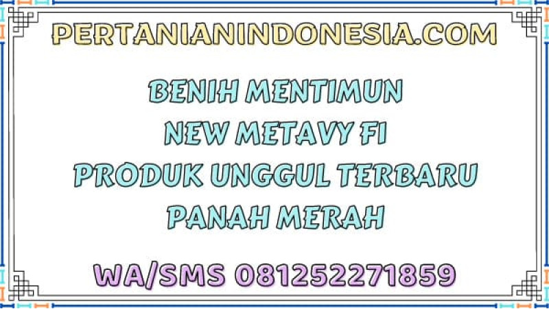 Benih Mentimun New Metavy F1 Produk Unggul Terbaru Panah Merah