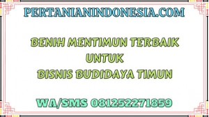Benih Mentimun Terbaik Untuk Bisnis Budidaya Timun