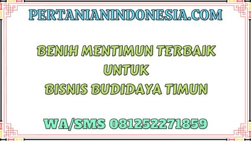 Benih Mentimun Terbaik Untuk Bisnis Budidaya Timun