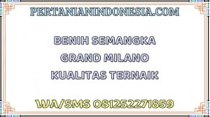 Benih Semangka Grand Milano Kualitas Terbaik