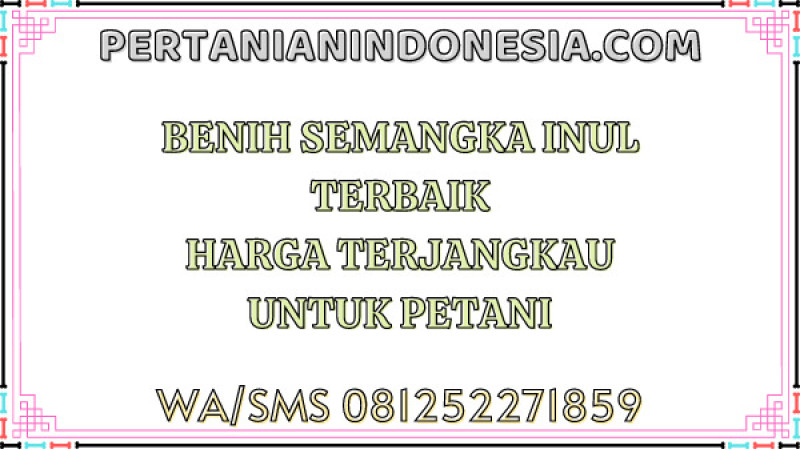 Benih Semangka Inul Terbaik Harga Terjangkau Untuk Petani